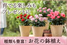 育てる楽しみもプレゼントに 種類も豊富！ お花の鉢植え