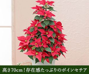 高さ70cm!存在感たっぷりのポインセチア