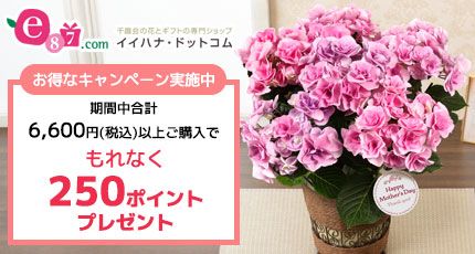 e87.com 千趣会の花とギフトの専門ショップ イイハナ・ドットコム お得なキャンペーン実施中 期間中合計6,600円(税込)以上ご購入で もれなく250ポイントプレゼント
