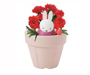 フラワーミッフィー　カーネーション鉢植え